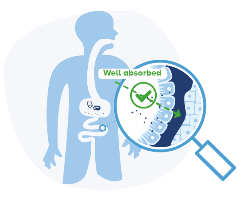 Illustration of the human digestive system showing a magnified view of intestinal absorption with the label ‘Well absorbed,’ representing effective drug delivery.