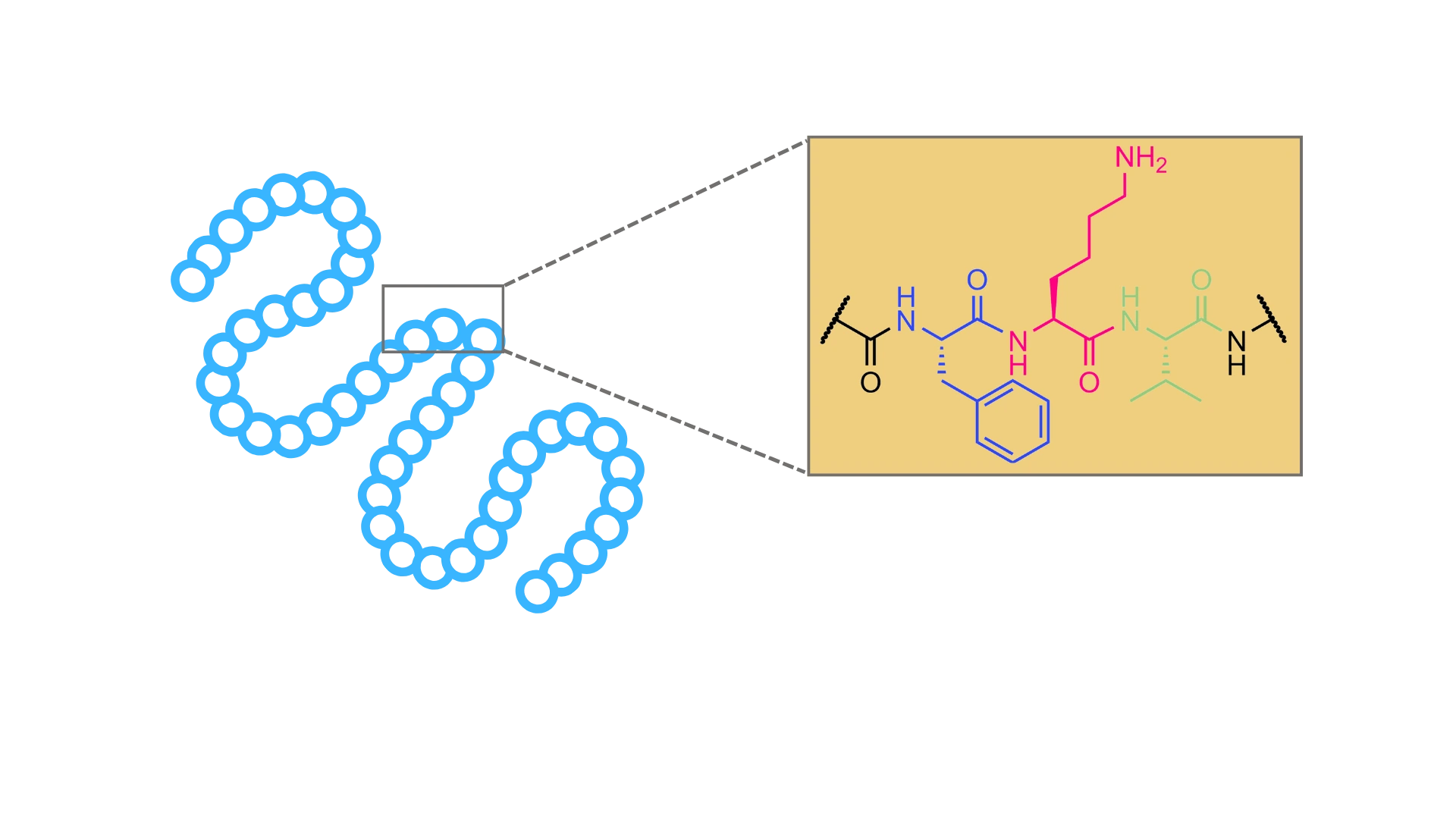Illustration of a peptide structure with a zoomed-in view showing its chemical composition and molecular bonds.